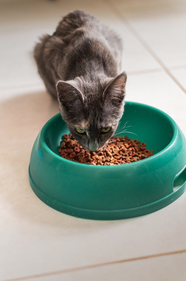 Cat Food