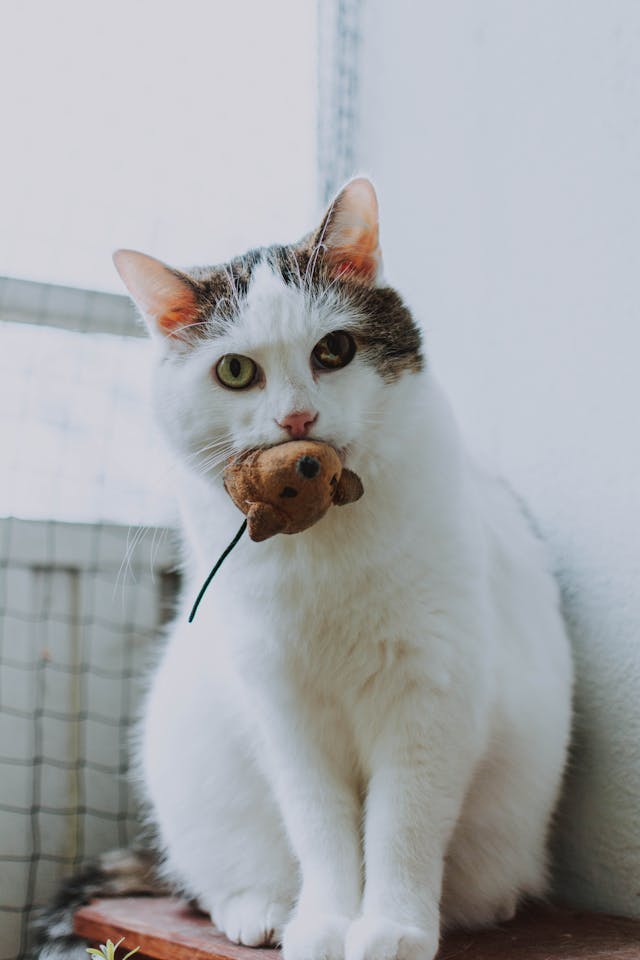 Cat Toy