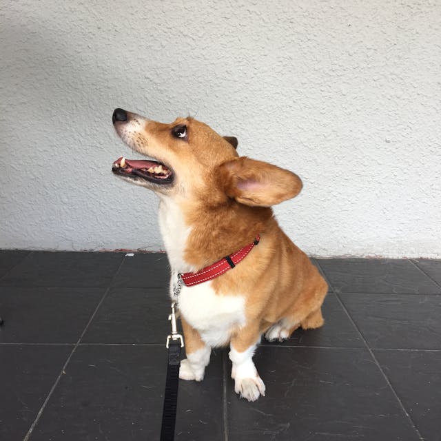Dog Leash
